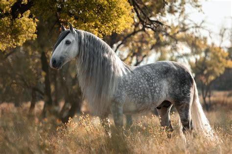 Pinto Spanish Horse Breeds: A Unique and Colorful Addition to Your Stable